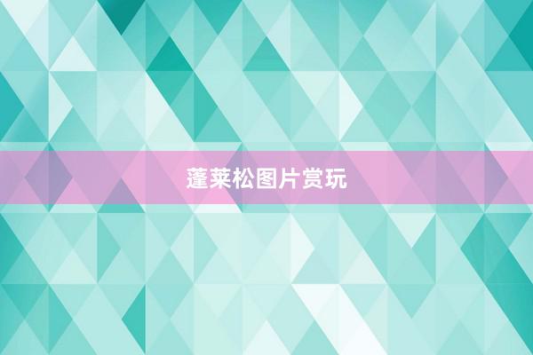 蓬莱松图片赏玩